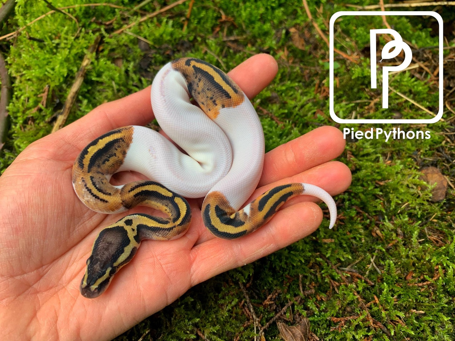 Pastel Pied Ball Python by Pied Pythons - MorphMarket