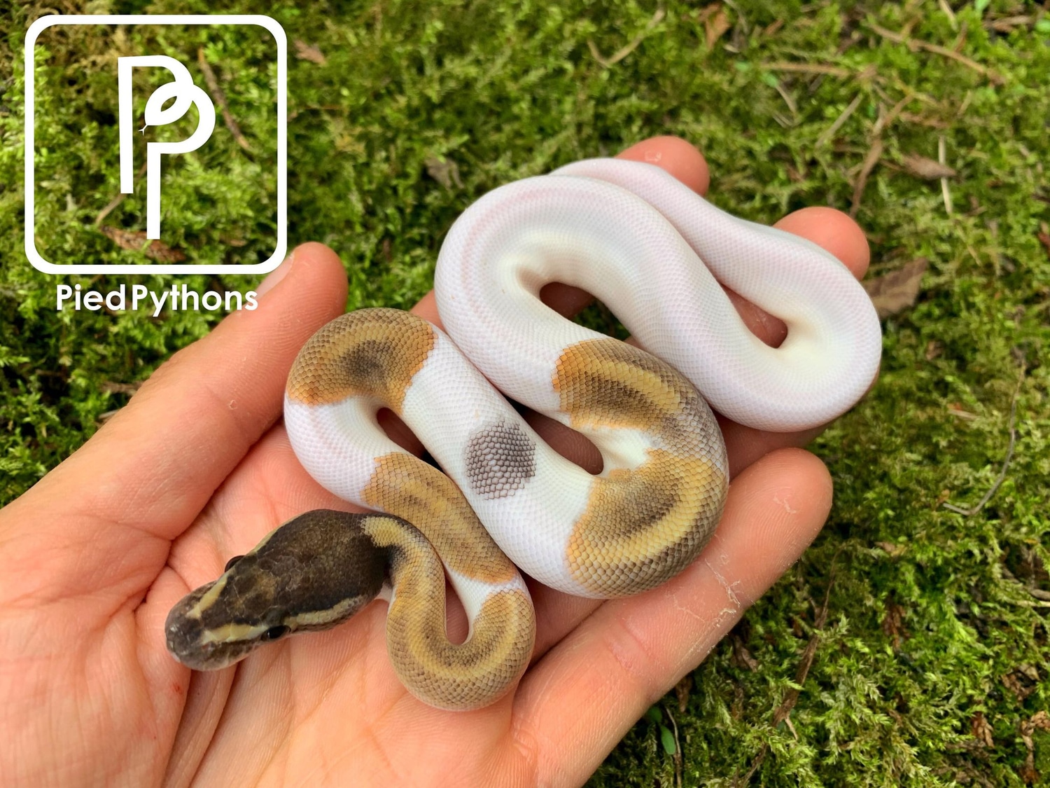 Mojave Pied Ball Python by Pied Pythons - MorphMarket