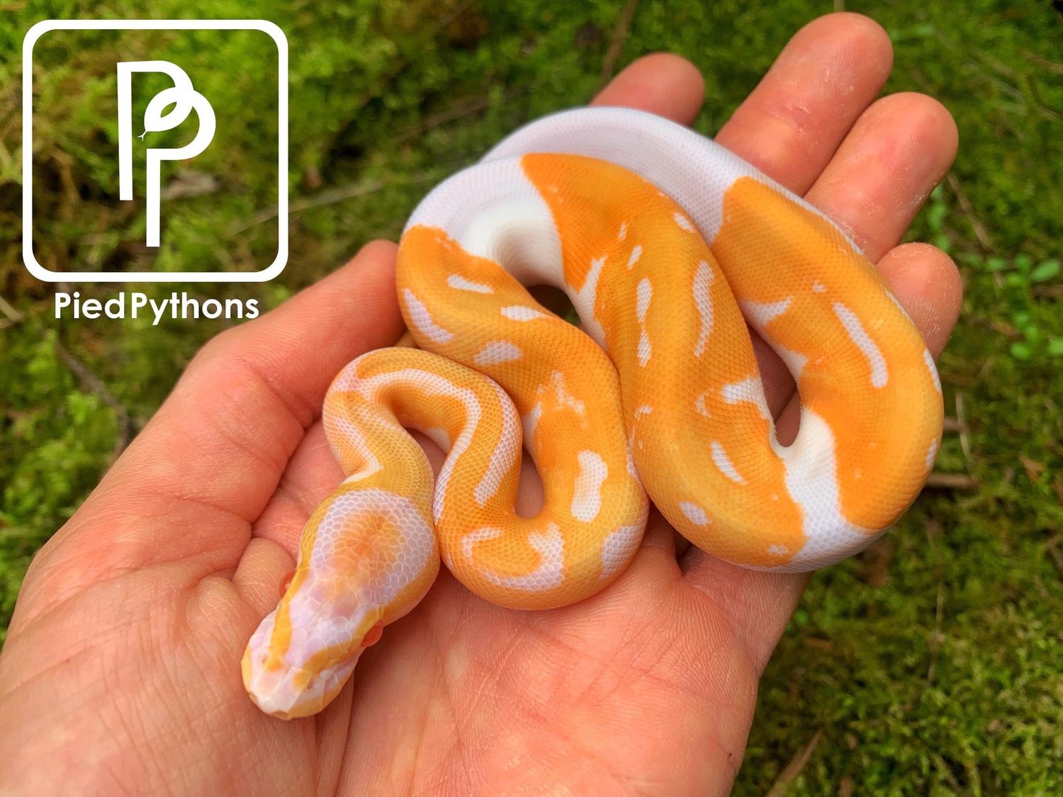 Candino Pied Ball Python by Pied Pythons - MorphMarket