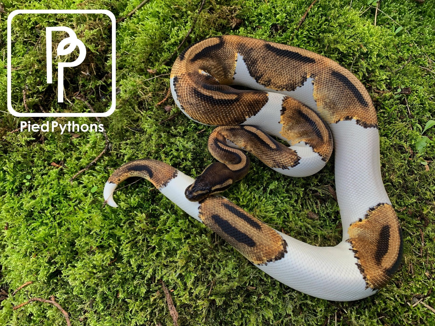 Unusual Male Pied #2 Ball Python by Pied Pythons - MorphMarket