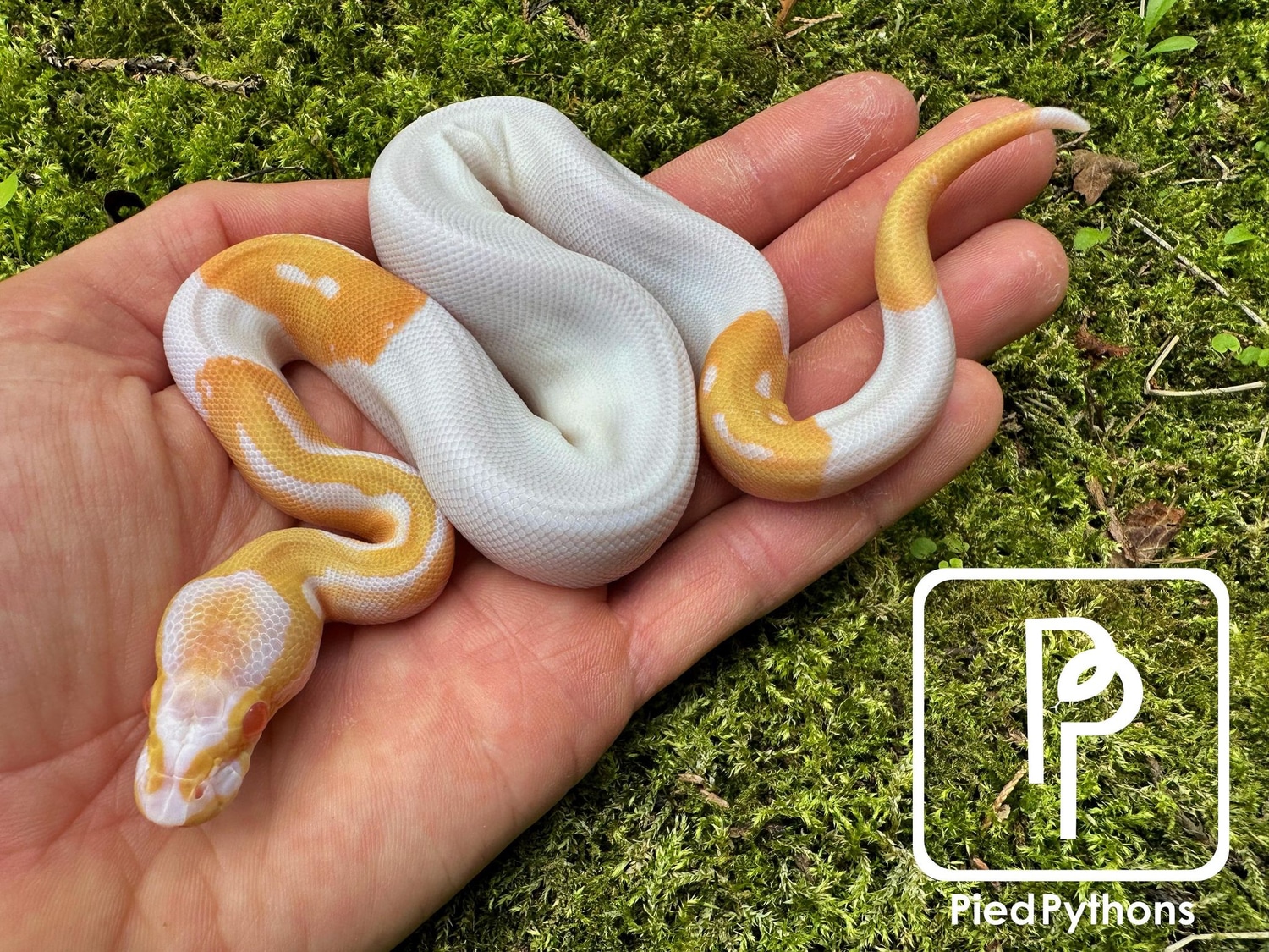 Albino Pied Ball Python by Pied Pythons - MorphMarket