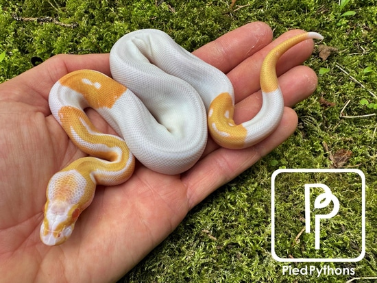 Albino Pied Ball Python by Pied Pythons