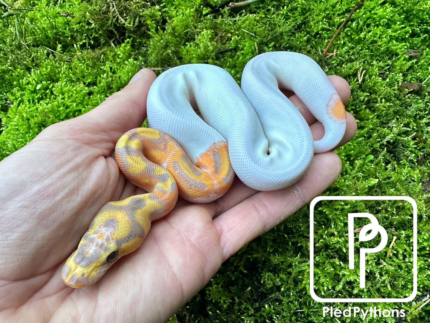 Banana Clown Pied Ball Python by Pied Pythons - MorphMarket