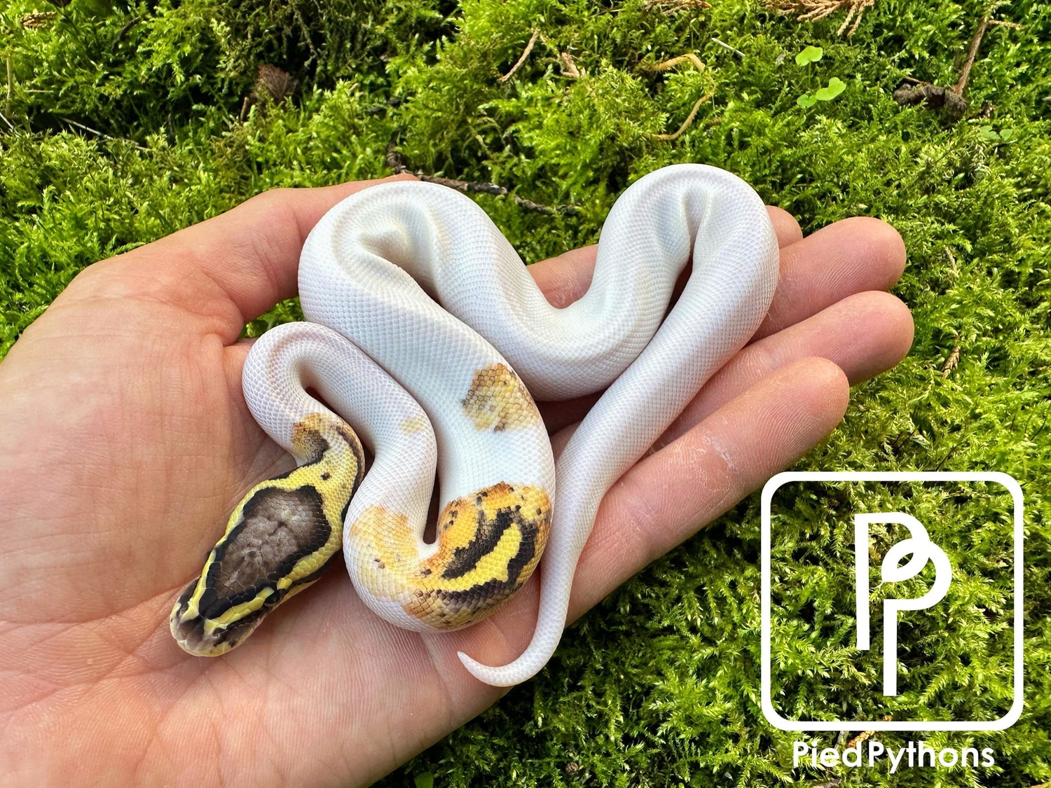 Firefly Pied Ball Python by Pied Pythons - MorphMarket