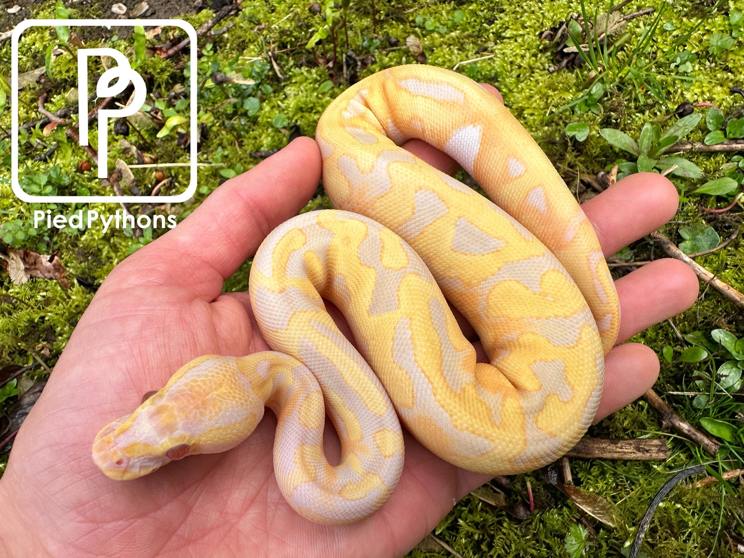 Candino Pied Ball Python by Pied Pythons - MorphMarket
