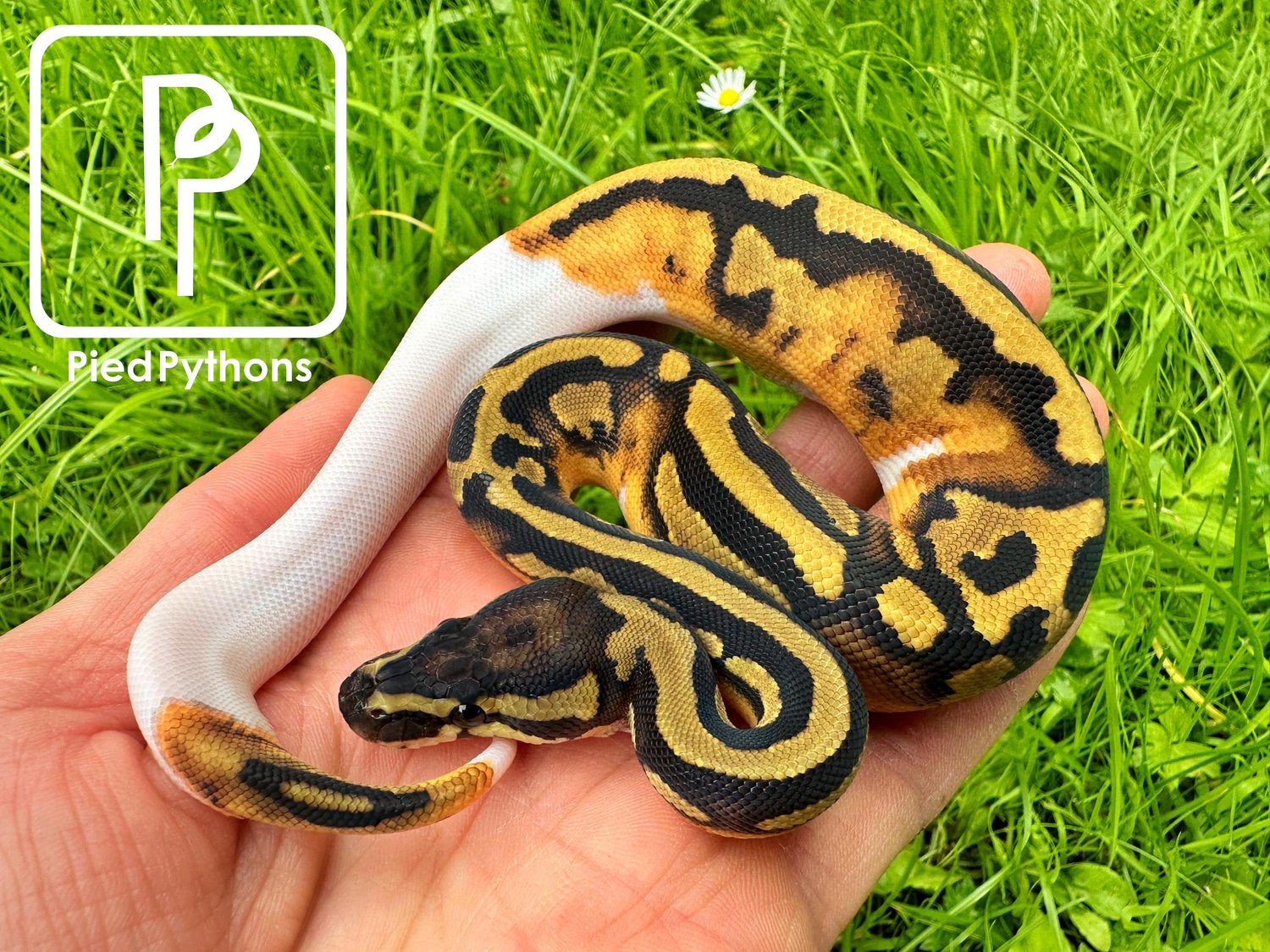 Pied Ball Python by Pied Pythons - MorphMarket