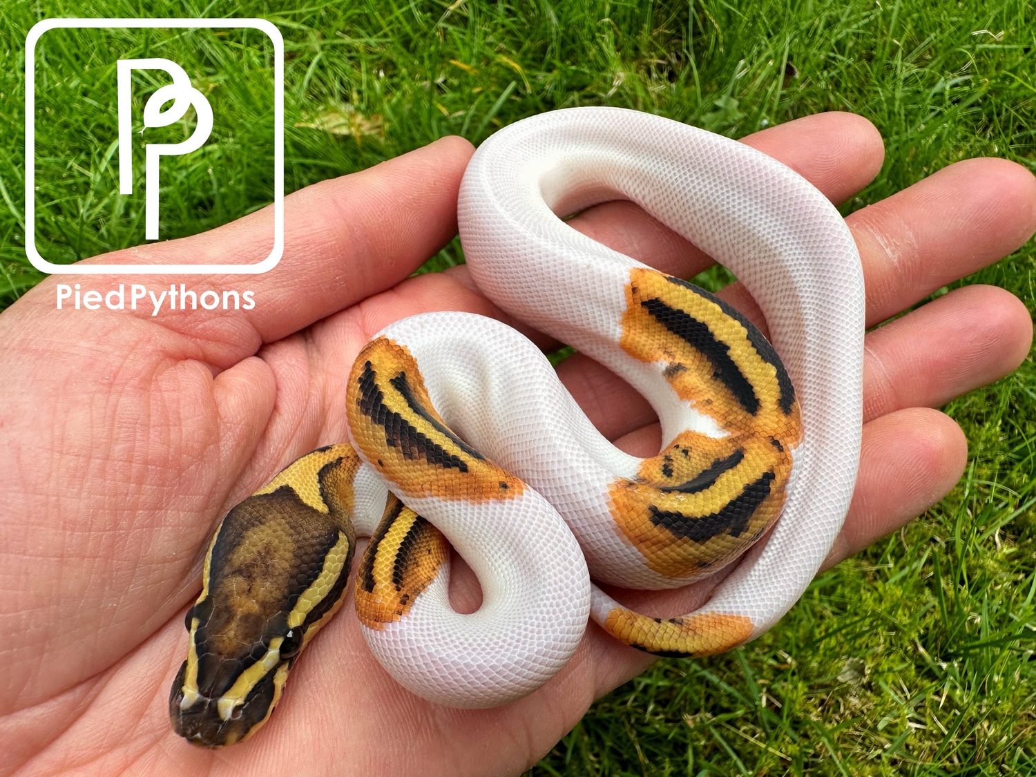 Pied Ball Python by Pied Pythons - MorphMarket