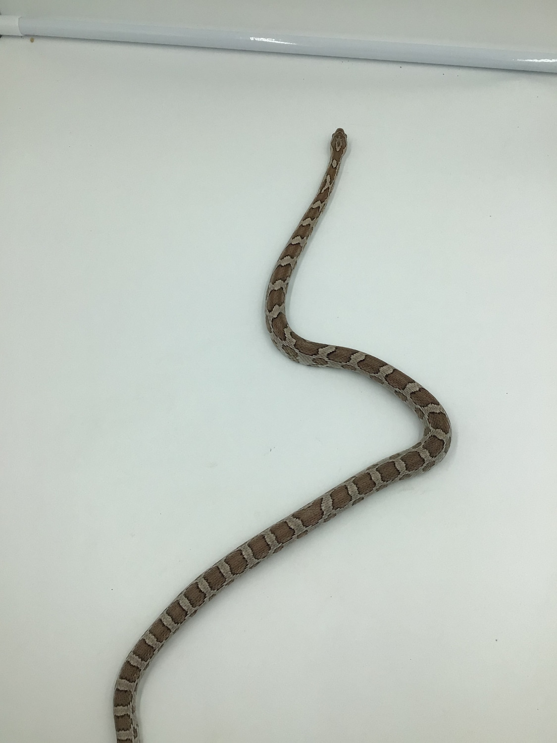 SALE - Group - Pos Het Palmetto Het Amel Corn Snake by Out of the Box