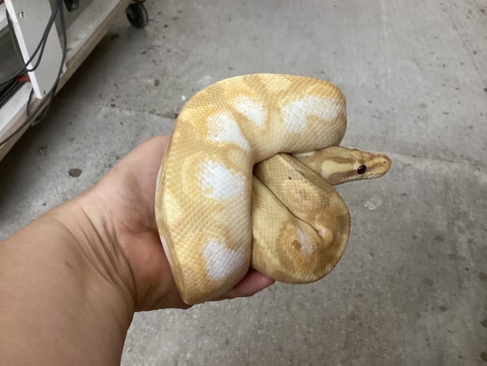 Delete Ball Python by Out of the Box Creations, LLC