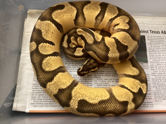 Delete Ball Python by Out of the Box Creations, LLC