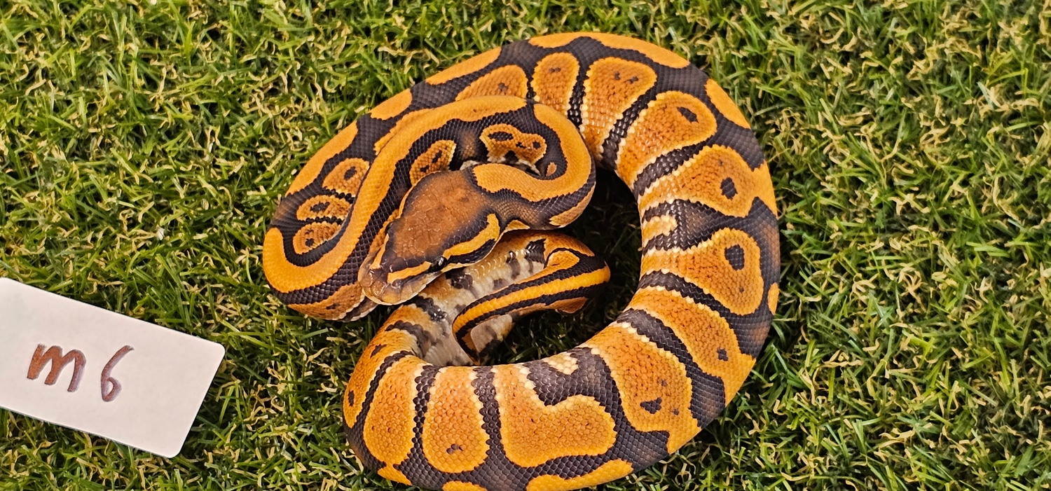 Super NR Mandarin Ball Python by Nuyten Reptiles - MorphMarket