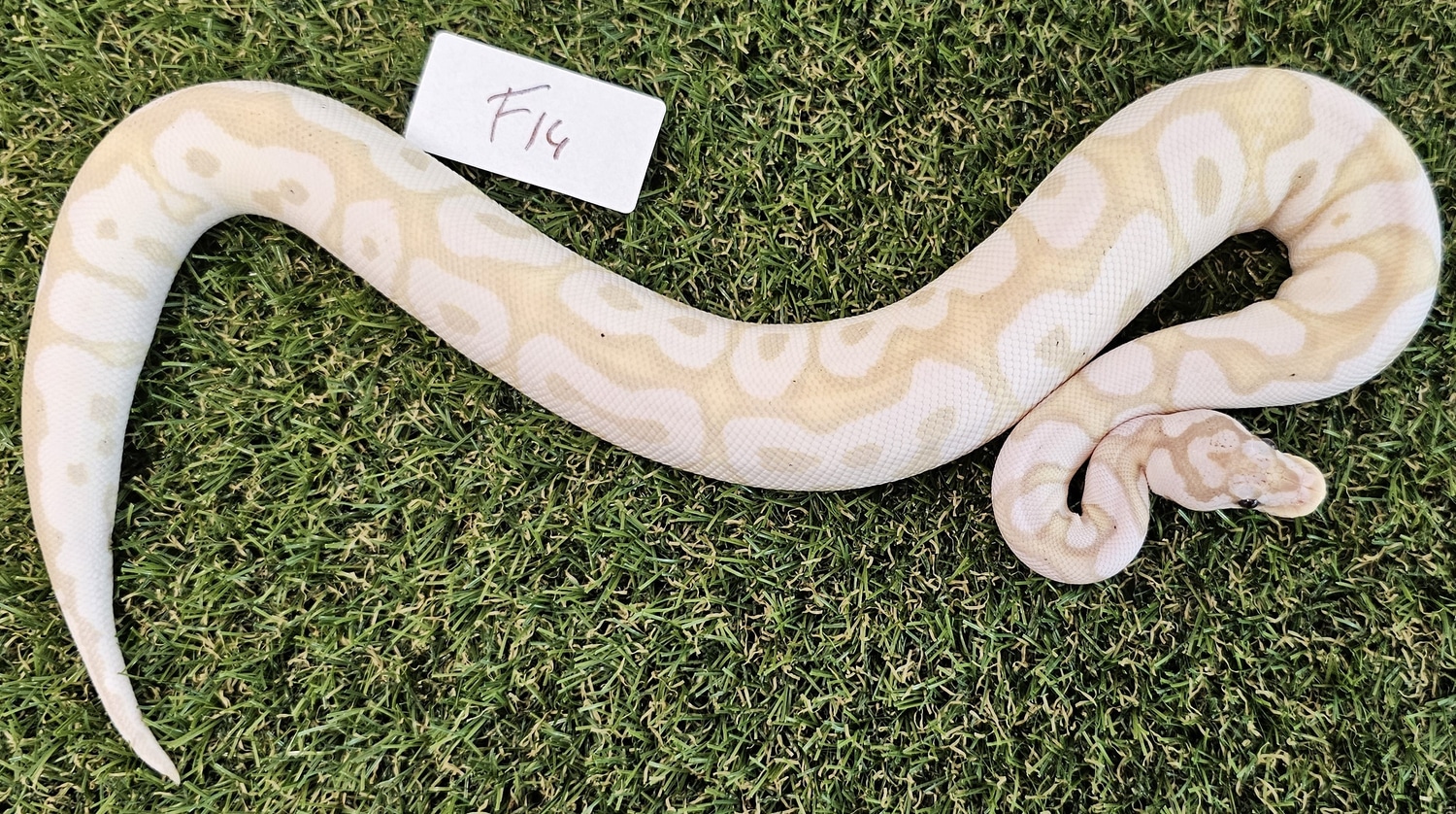 VPI Axanthic Banana Clown Ball Python by Nuyten Reptiles MorphMarket