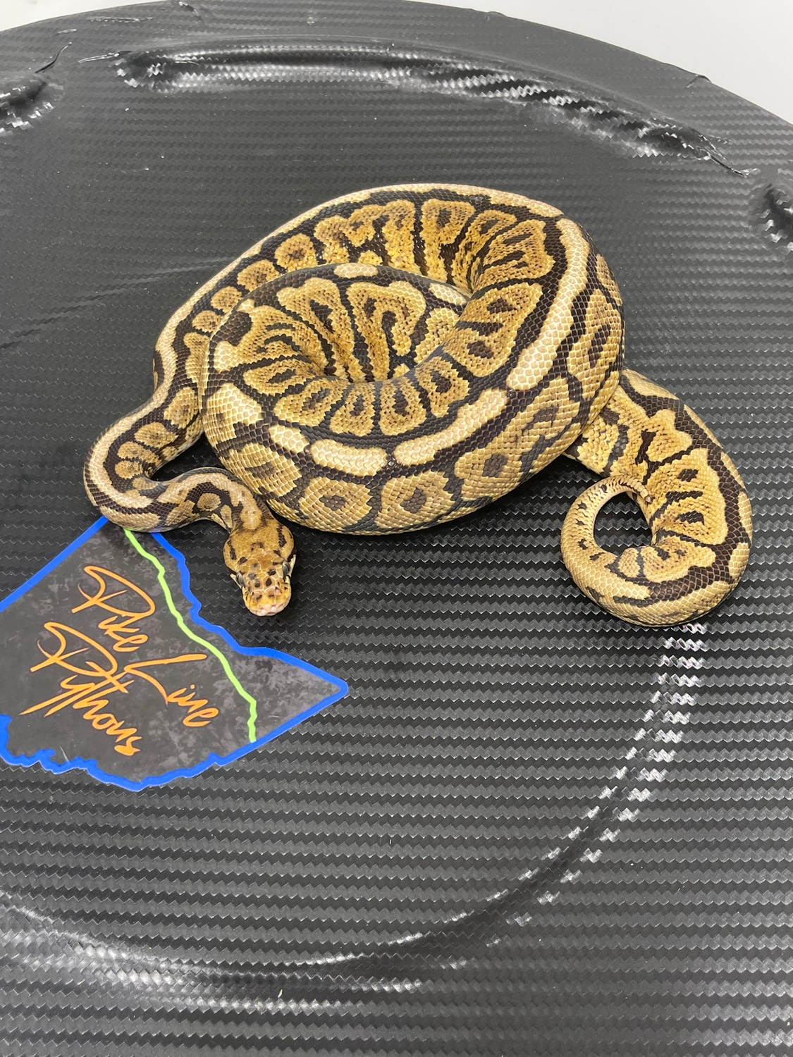 PowerBall Super Spotnose Het Clown 66 Het Lav Ball Python by Pike Line ...