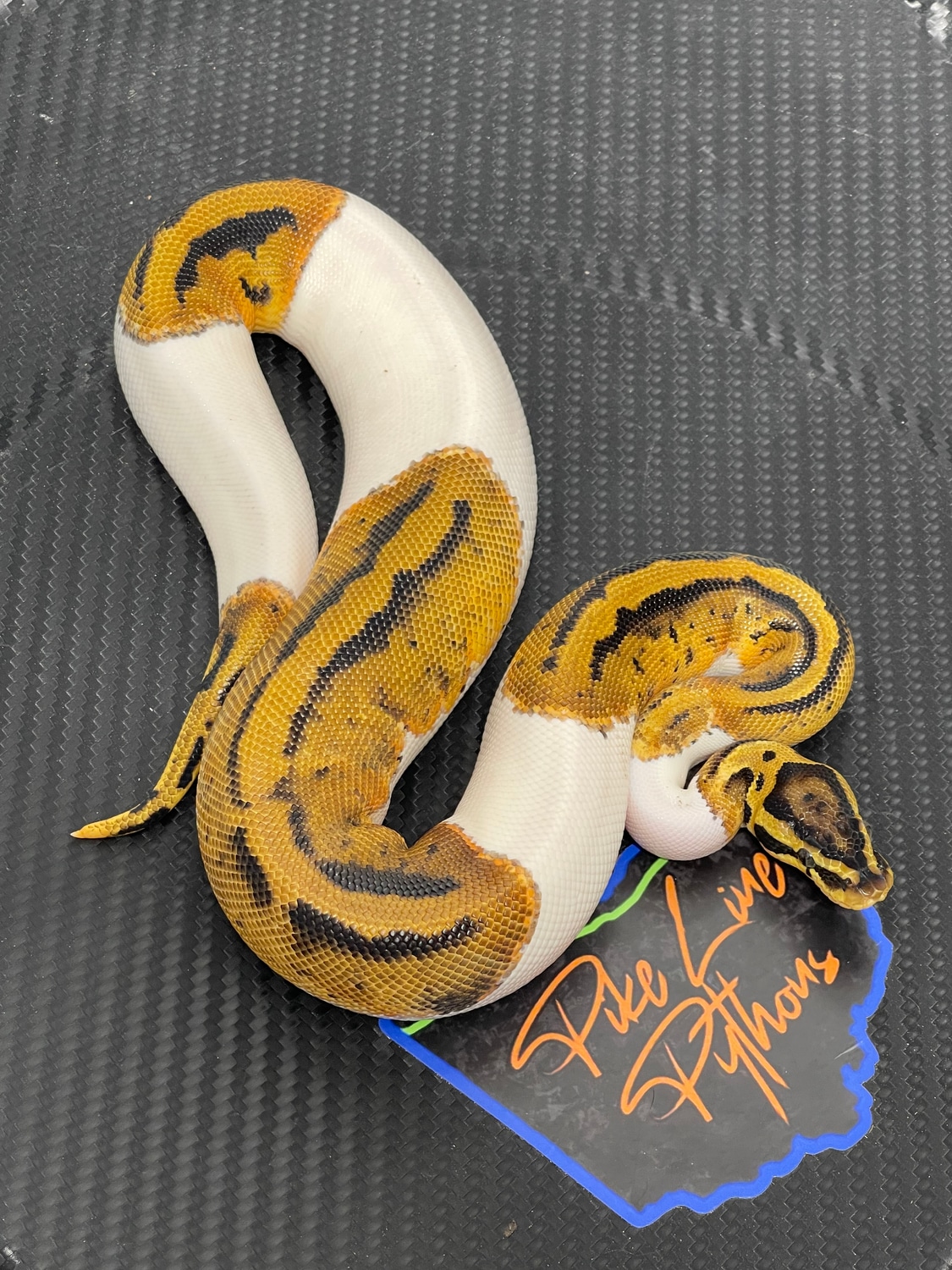 Pastel Pied Het Clown Ball Python by Pike Line Pythons LLC - MorphMarket