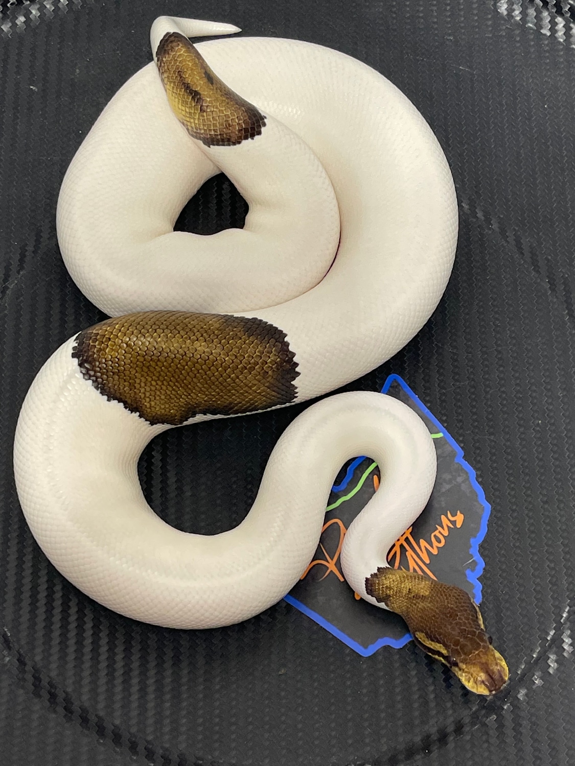 Cinnamon Pied Het Lavender Ball Python by Pike Line Pythons LLC ...