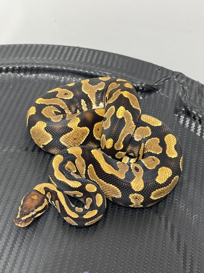 YellowBelly Triple Het Holy Grail Ball Python by Pike Line Pythons LLC