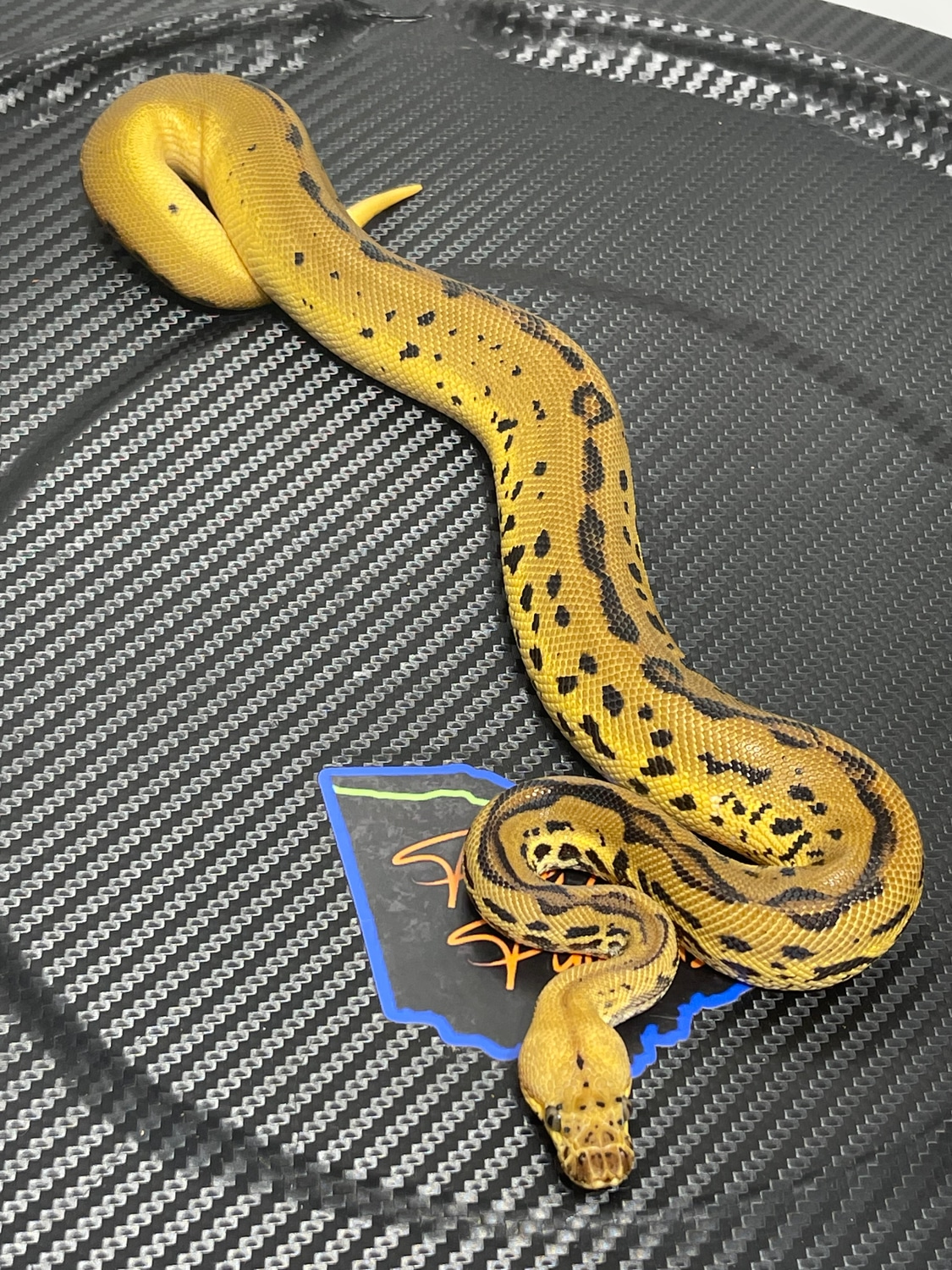 Pastel YB Spotnose Leopard Confusion Clown Het Pied FREE Shipping Ball ...