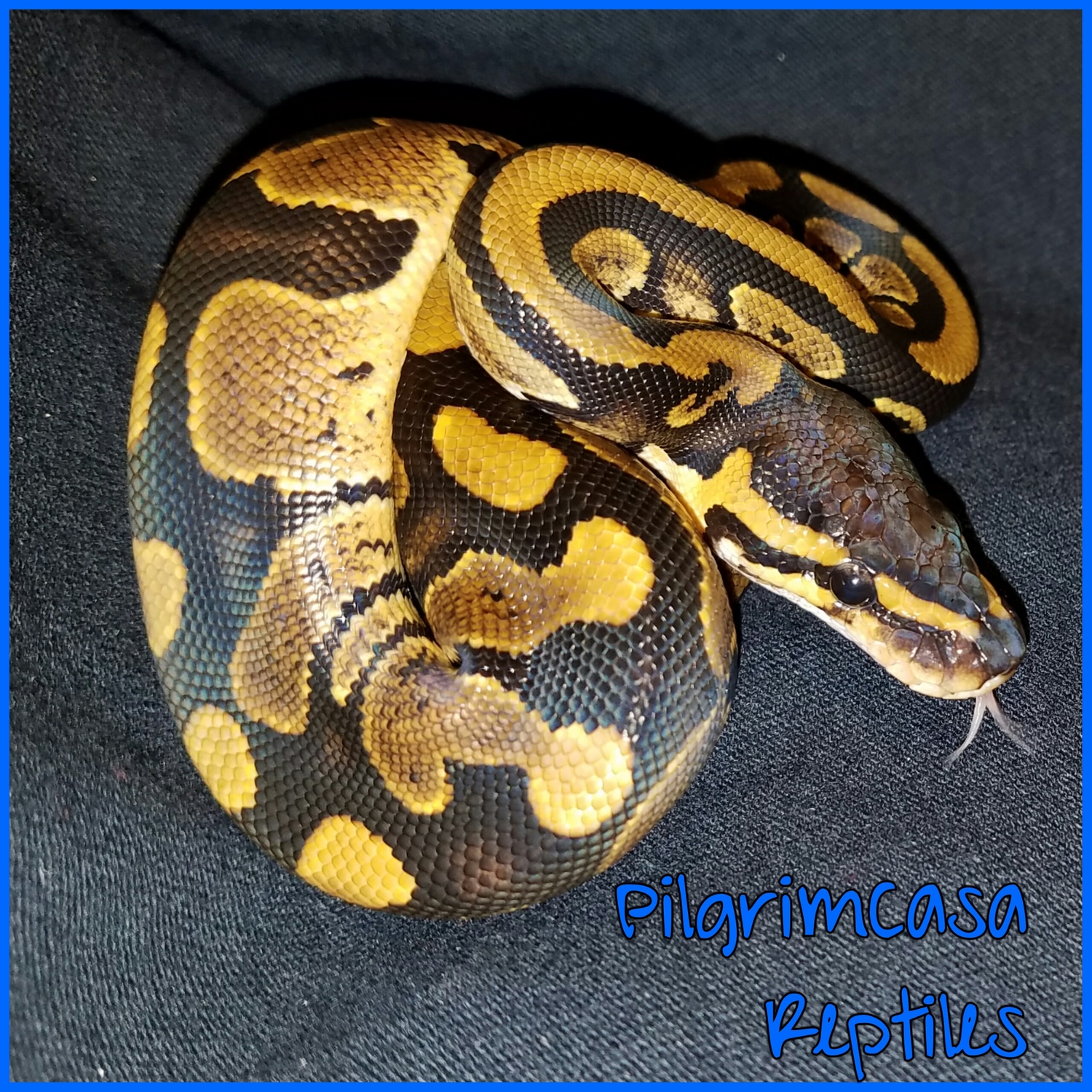 Het Orange Ghost Het Piebald Ball Python by PilgrimCasa Reptiles ...