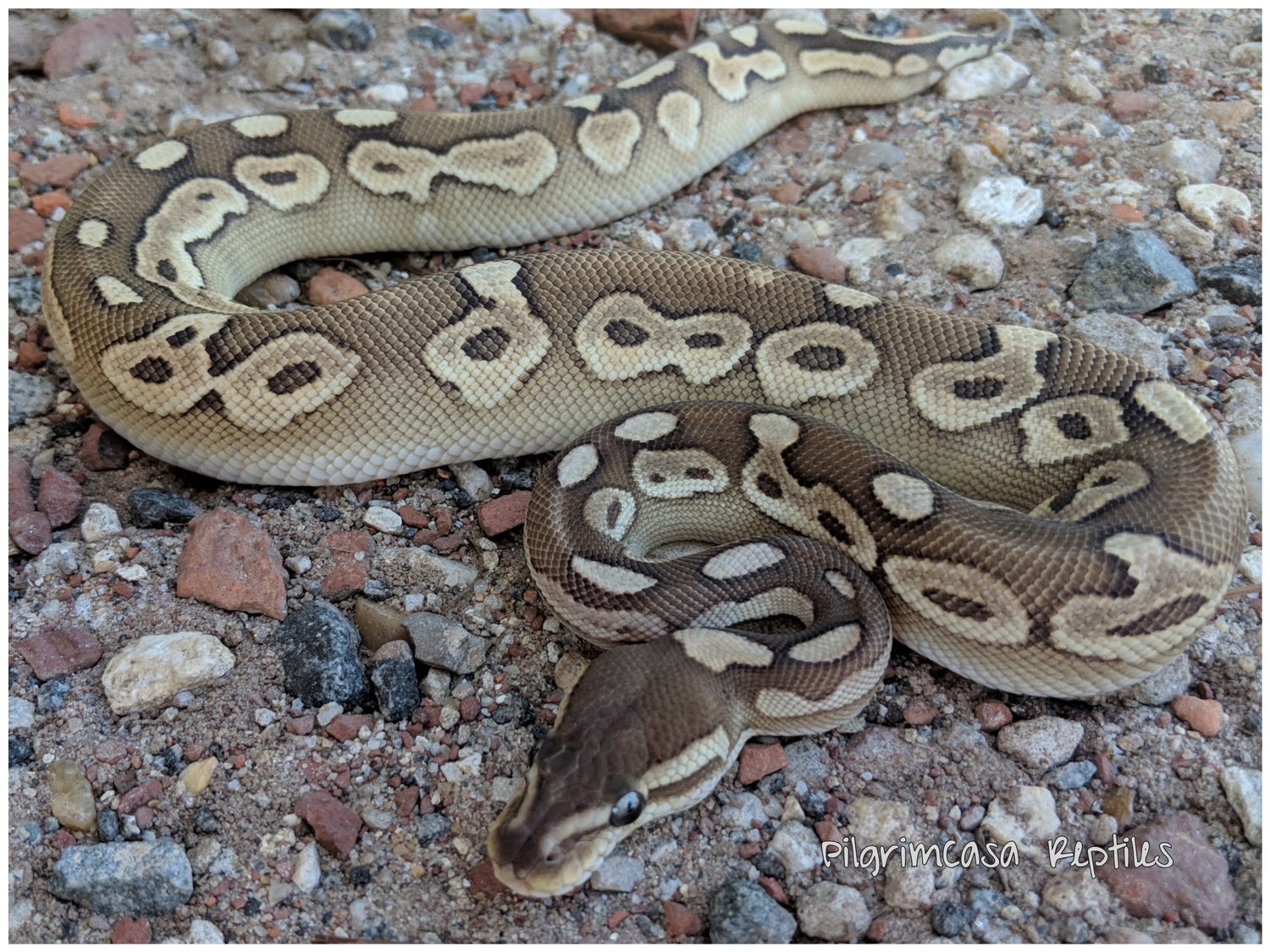 Butter Black Pastel Ball Python by PilgrimCasa Reptiles - MorphMarket