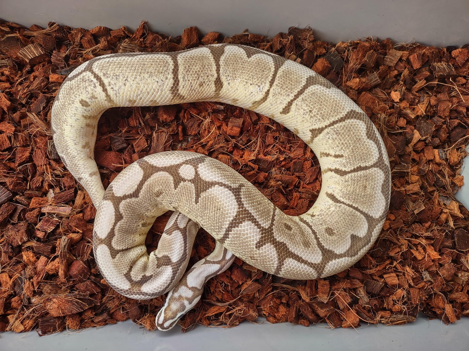 VPI Axanthic HRA Fire Spider Ball Python by PilgrimCasa Reptiles ...