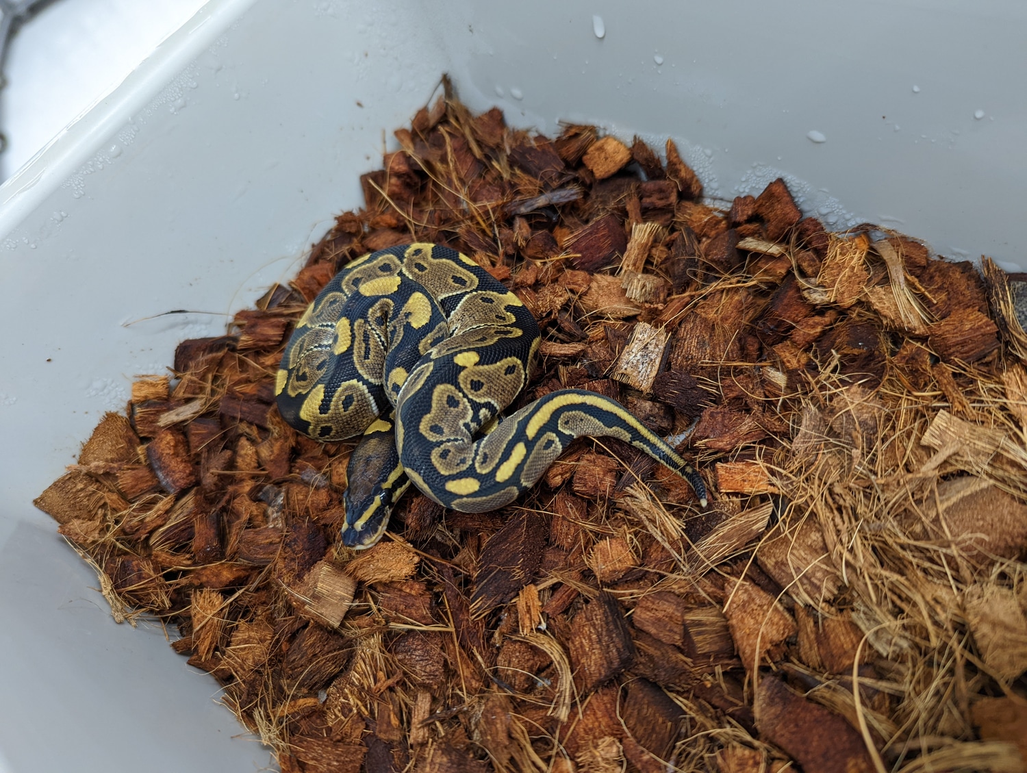 Het Axanthic Het Hypo Ball Python by PilgrimCasa Reptiles - MorphMarket