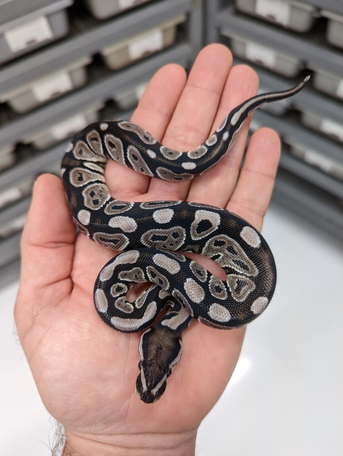 VPI Axanthic Ball Python by PilgrimCasa Reptiles - MorphMarket