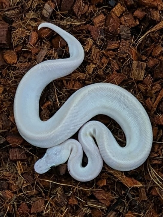 Champagne YB BEL Ball Python by PilgrimCasa Reptiles - MorphMarket