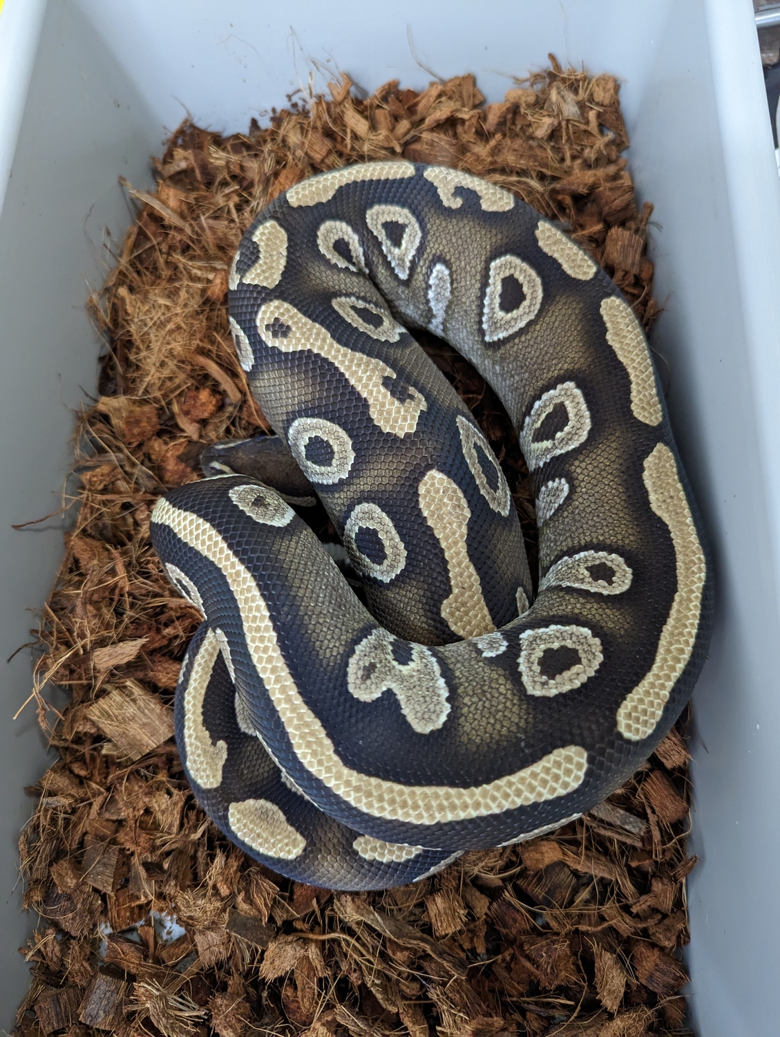 Mojave Het DG Ball Python by PilgrimCasa Reptiles - MorphMarket
