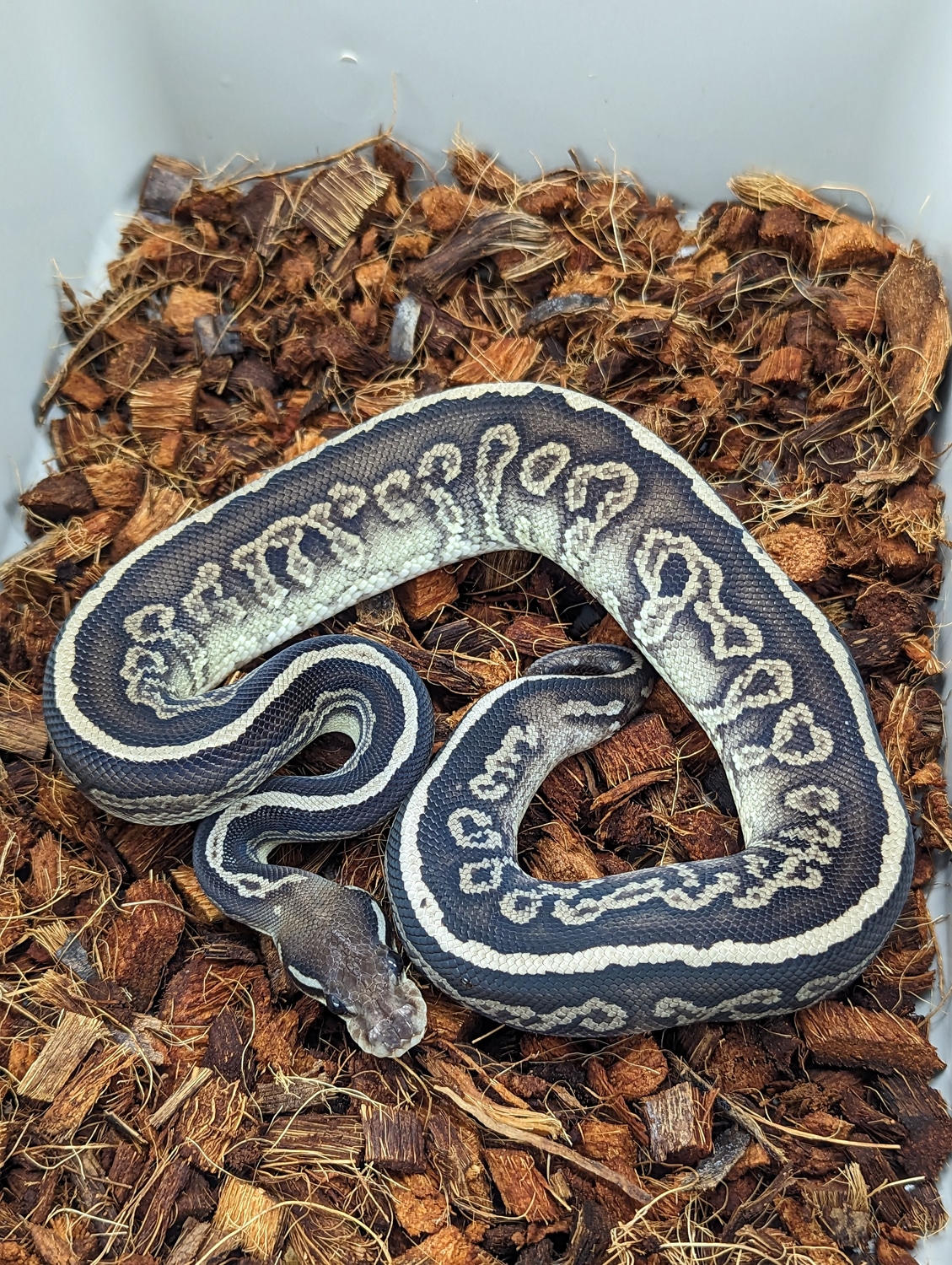 Onyx Het VPI Axanthic Ball Python by PilgrimCasa Reptiles - MorphMarket