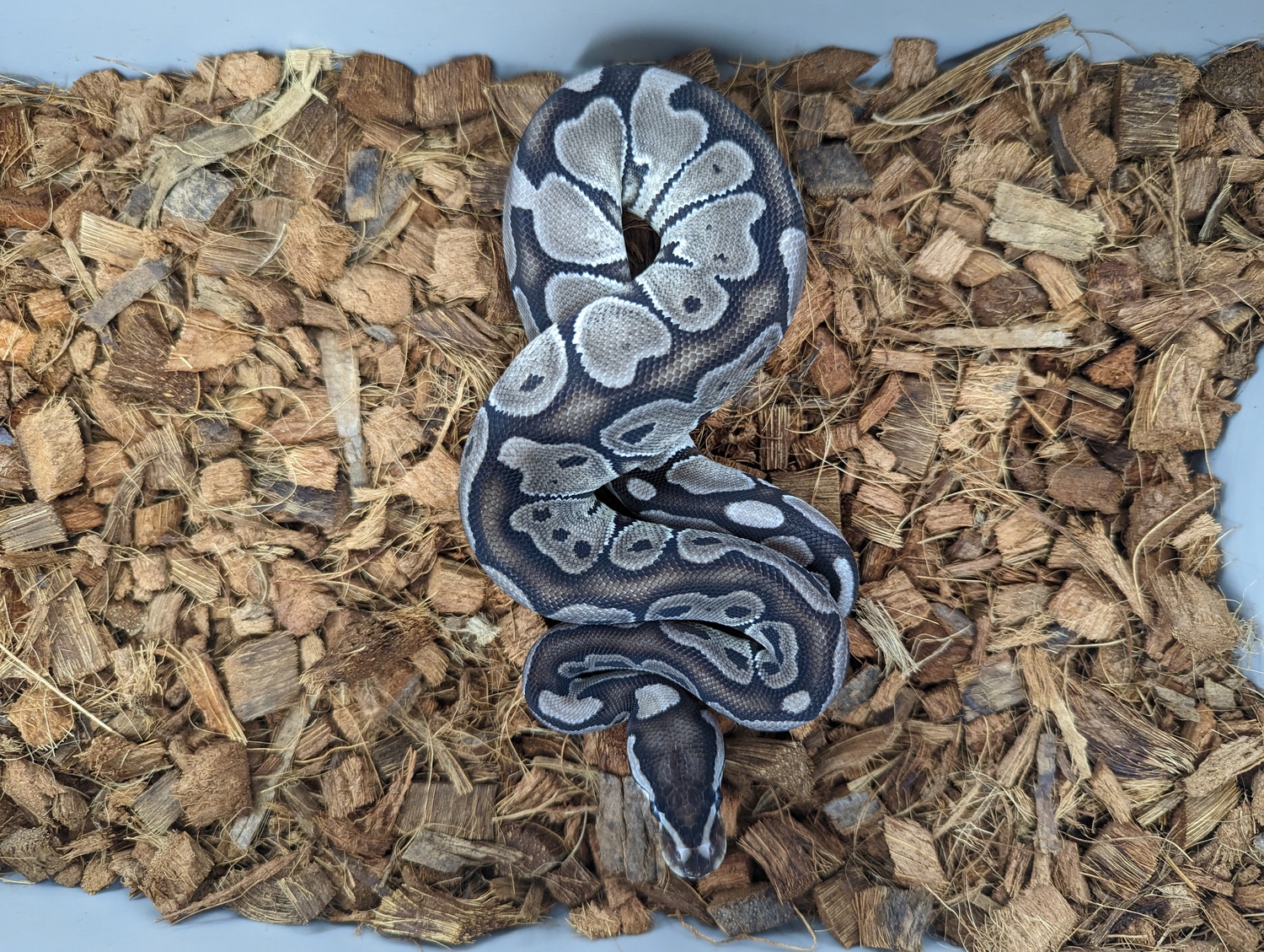 VPI Axanthic HRA Enchi Ball Python by PilgrimCasa Reptiles - MorphMarket