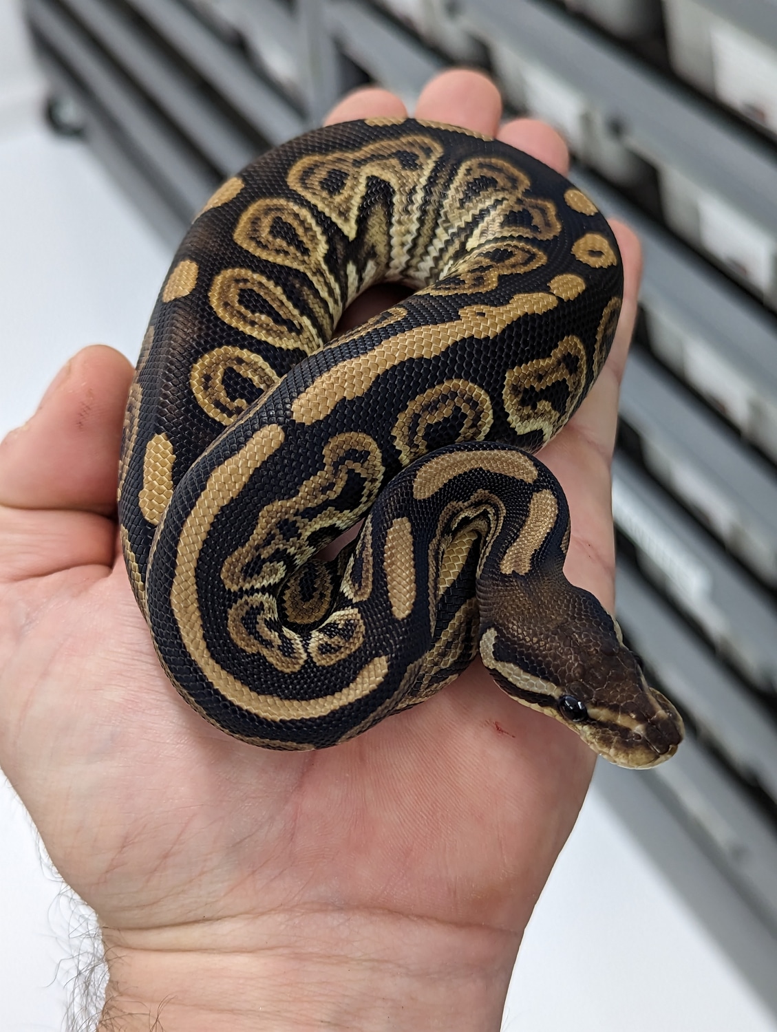 Black Pastel Het VPI Axanthic Ball Python by PilgrimCasa Reptiles ...