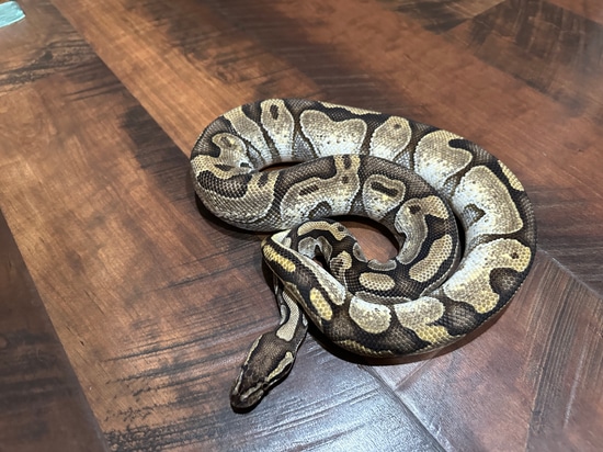 2.2 Fader Breeder Bundle Ball Python by PineconeReptiles