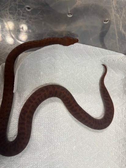 Pygmy Python by PineGroveExotics