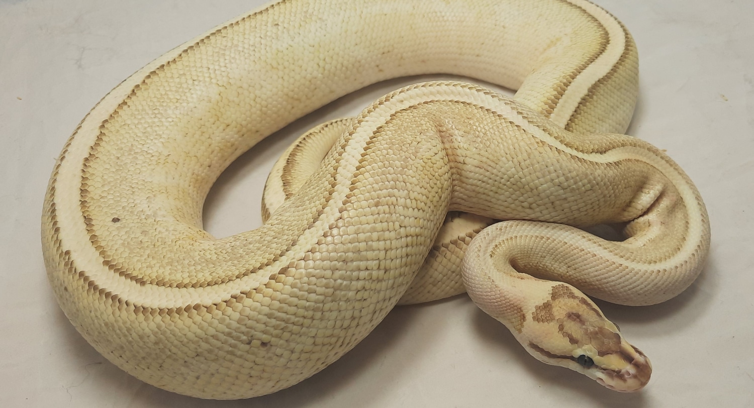 Lesser Fire Superstripe Ball Python by Pinewood Royal Pythons - MorphMarket