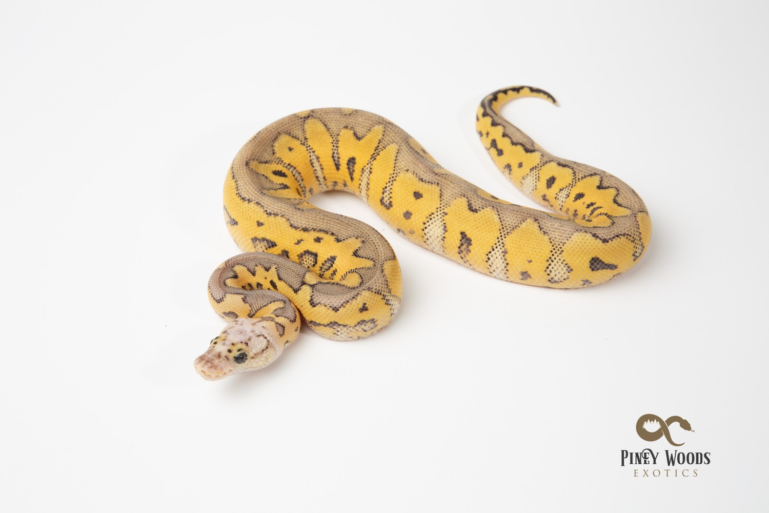 killer clown ball python animal facts - python regius... Killer Clown Ball Python by Piney Woods Exotics - MorphMarket