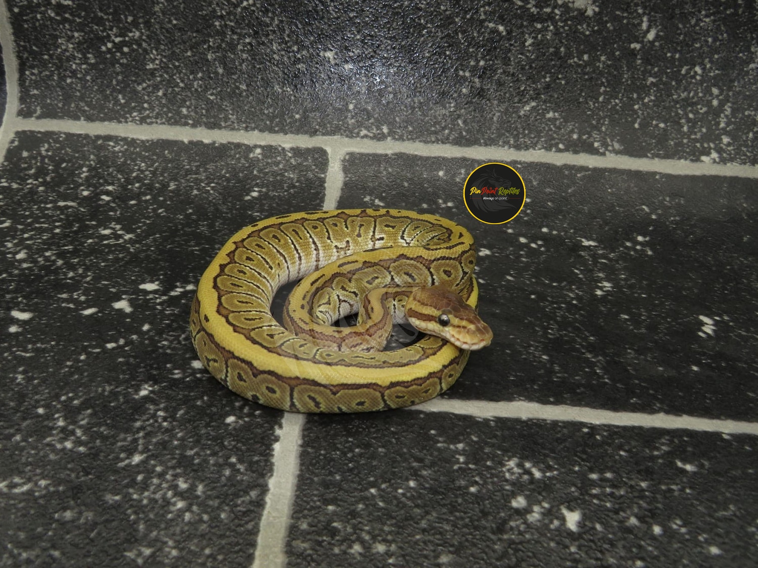 Pinstripe Special Het Desert Ghost Ball Python by Pin Point Reptiles