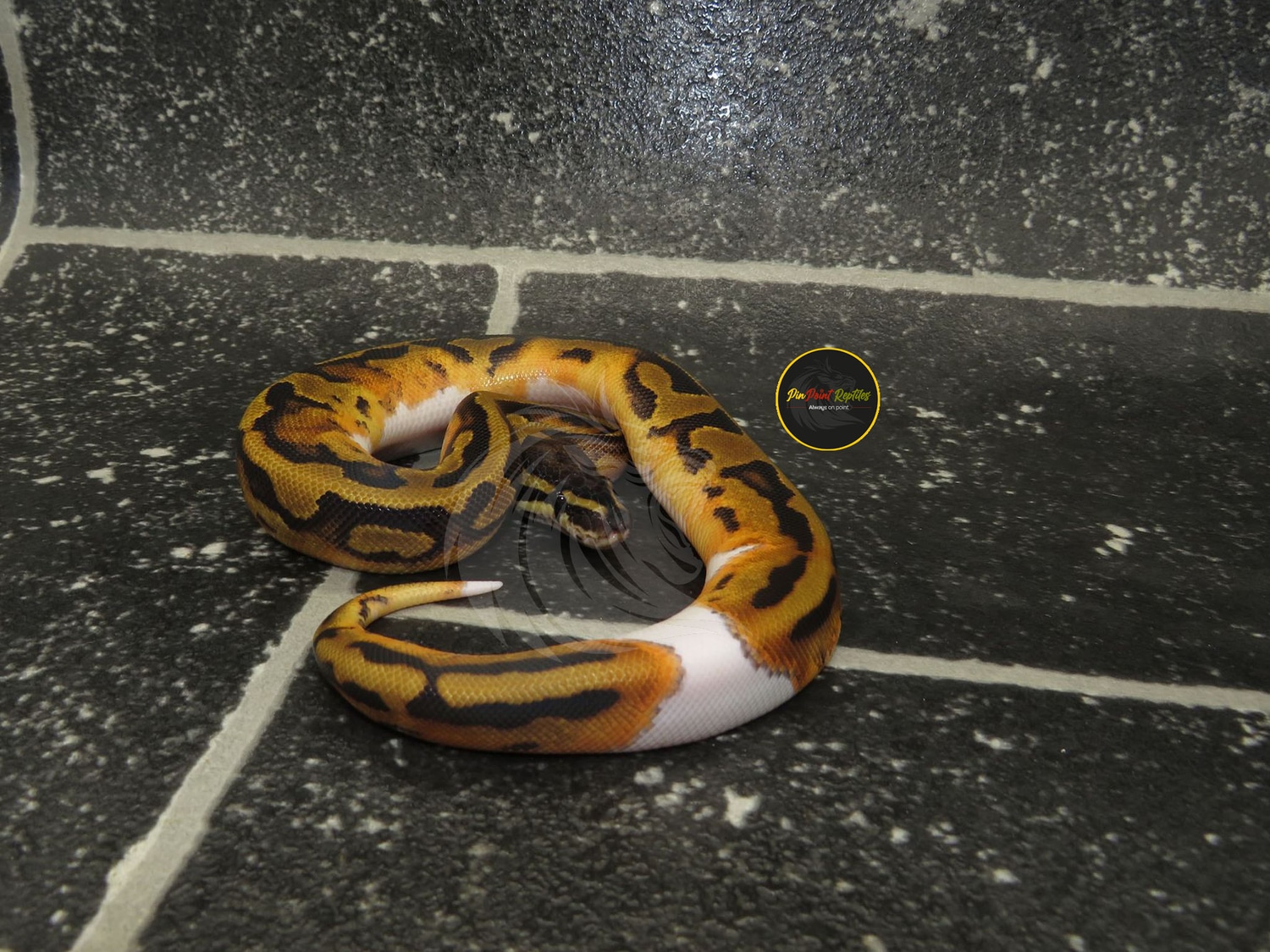 Piebald Ball Python by Pin Point Reptiles - MorphMarket