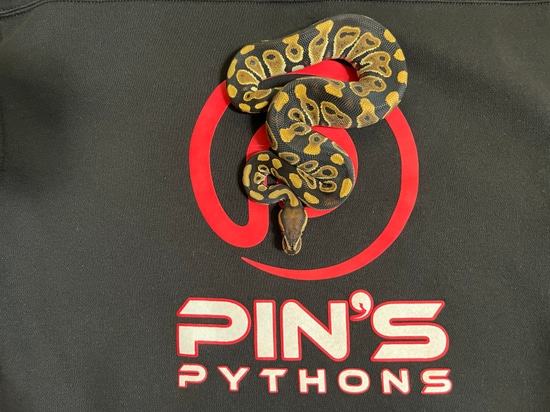 Chocolate 100% Het Clown Ball Python by Pin’s Pythons