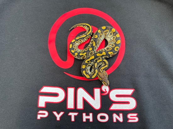 Chocolate Special Het Clown Possible Red Stripe Ball Python by Pin’s ...