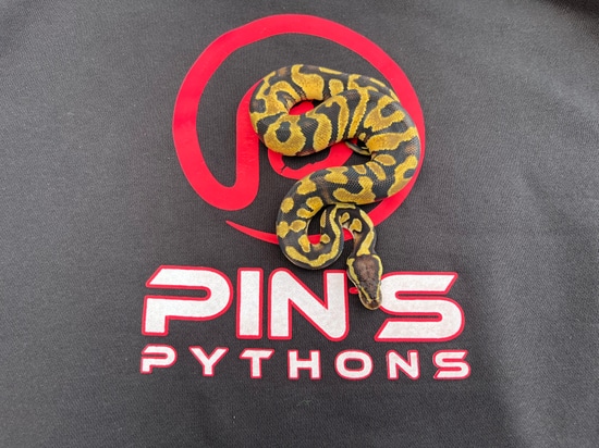 Chocolate Pastel Double Het Desert Ghost Cryptic Possible Yellow Belly ...
