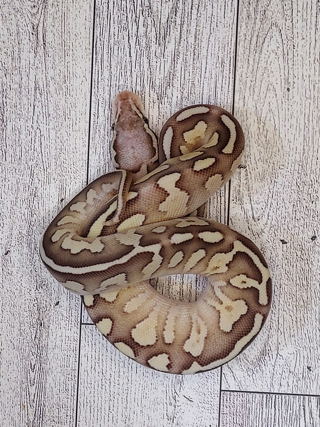 *free Shipping* Pastel Lesser Fire Or Vanilla Ball Python by PinupPieds ...