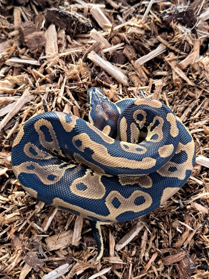 Leopard 50% Het Ultramel 66% Het Pied Ball Python by PinupPieds&Pythons