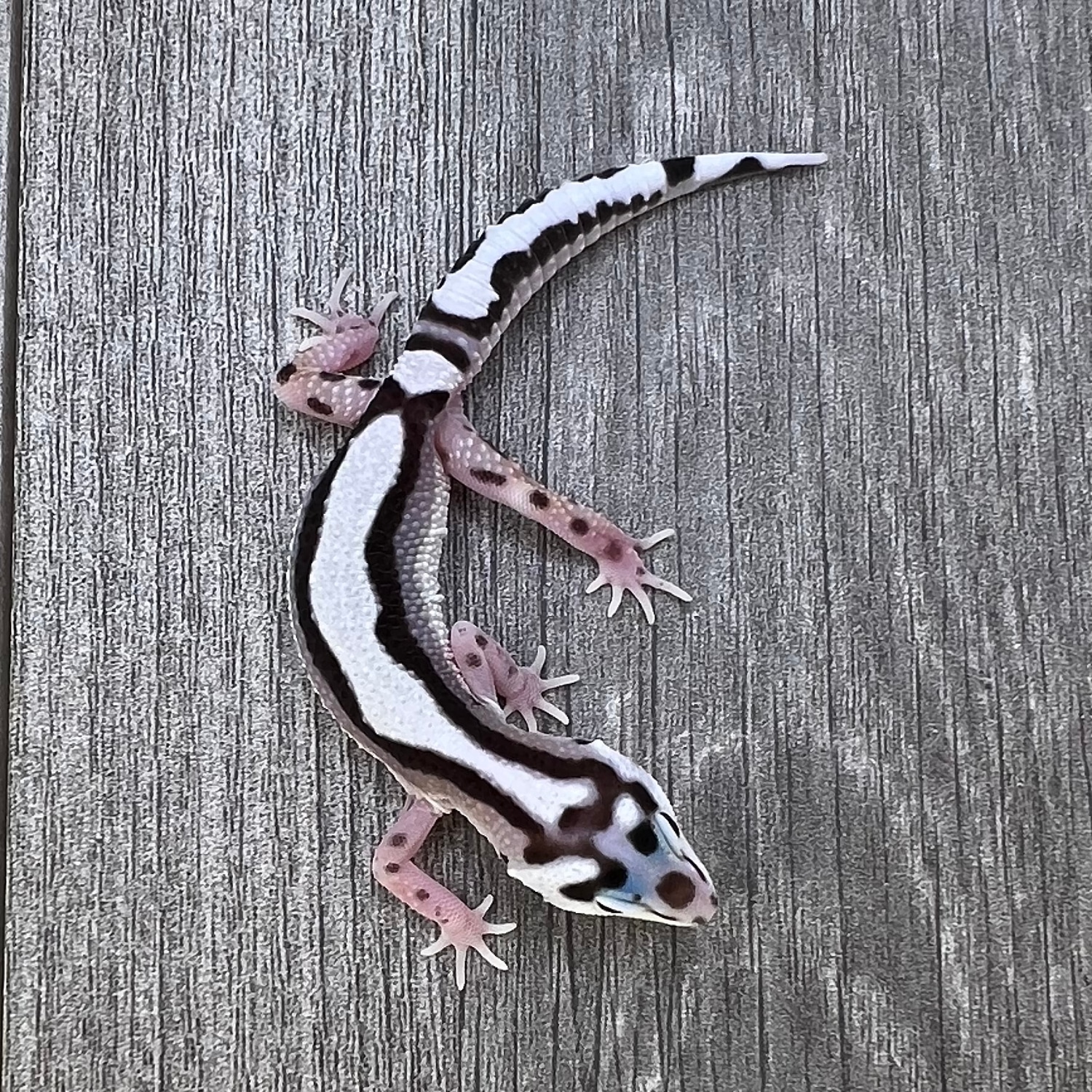 Mack Snow Bold Stripe Leopard Gecko by Pisces Geckos - MorphMarket