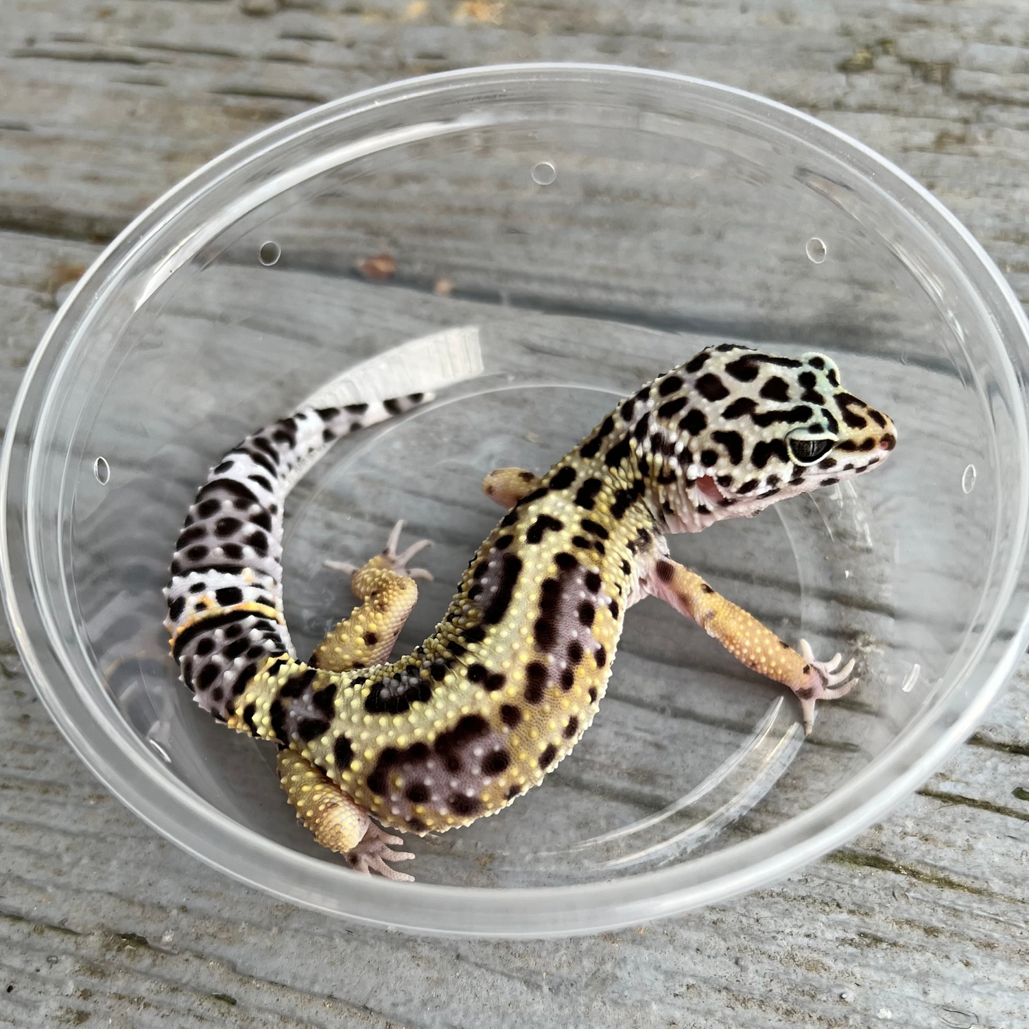 Leopard Gecko Black Spot: Prevention & Early Detection - jglwmoo