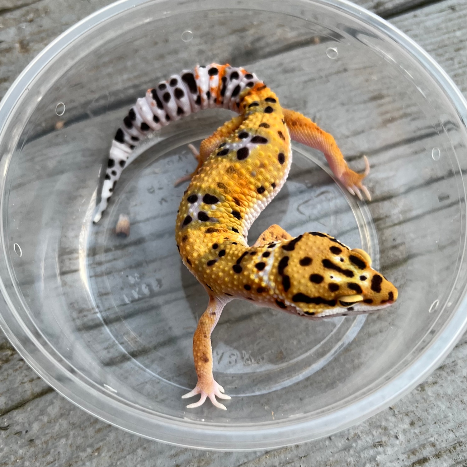 Afghan Bold Tangerine Cross Leopard Gecko by Pisces Geckos MorphMarket