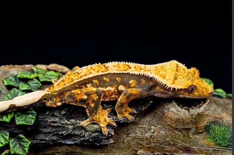 Tricolor Crested Gecko By 29 Geckos MorphMarket Tricolor Crested Gecko By 29 Geckos MorphMarket