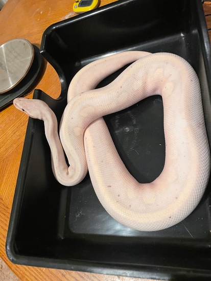 Coral Glow Opal Diamond Ball Python by LI Reptiles