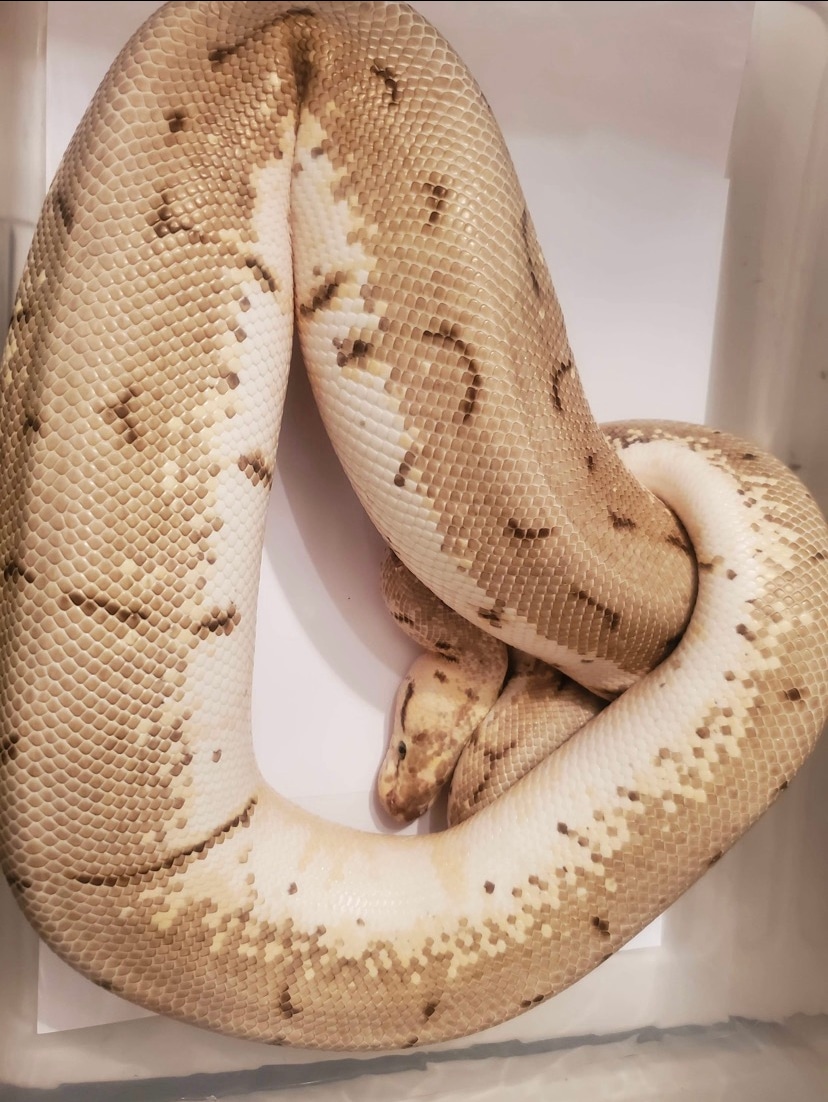 Spinner Blast Ball Python by LI Reptiles MorphMarket