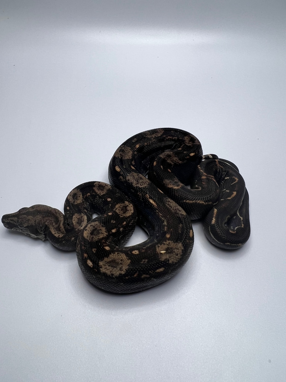 IMG 100 Het Black Devil Boa Constrictor by LI Reptiles MorphMarket