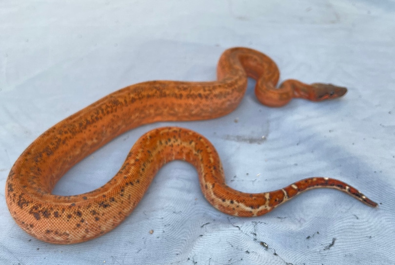 Salmon Hypo Sonoran Leopard Boa Boa Constrictor by LI Reptiles - MorphMarket